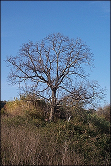 Anteprima - Clicca per ingrandire